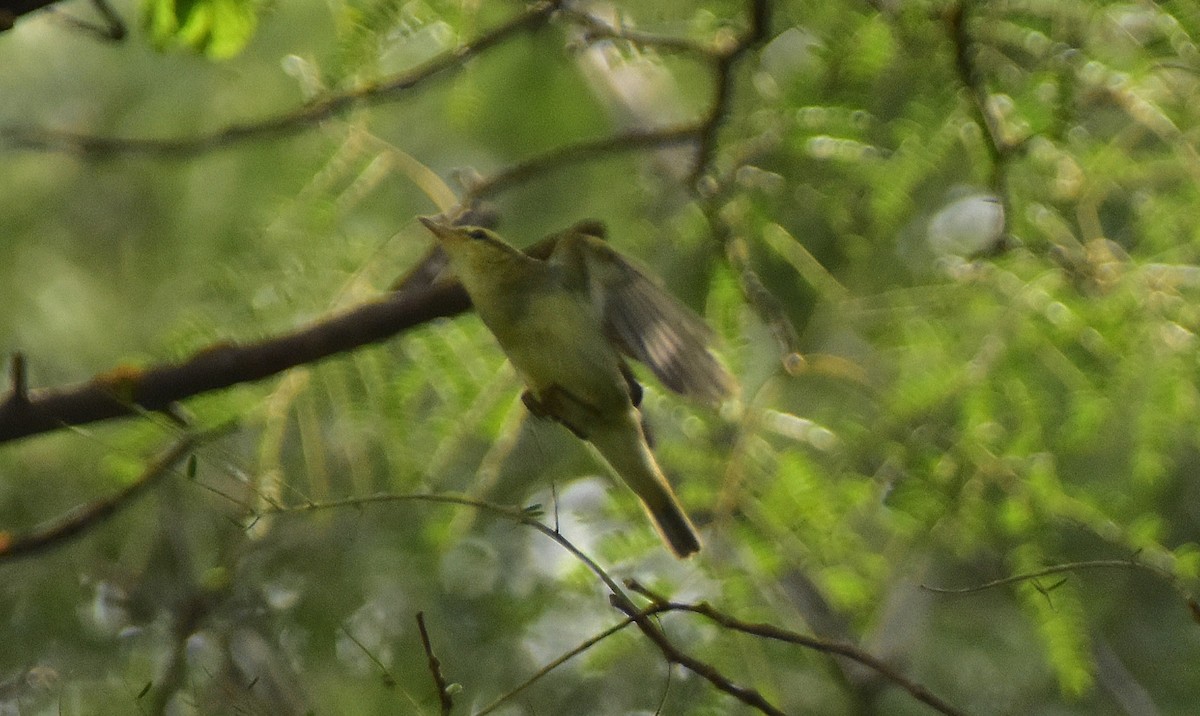 Green Warbler - ML626895423