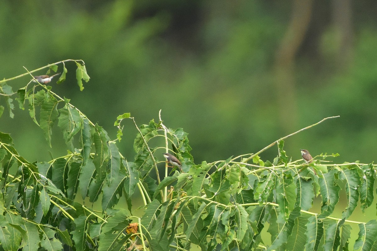 Gray-breasted Prinia - ML626895440