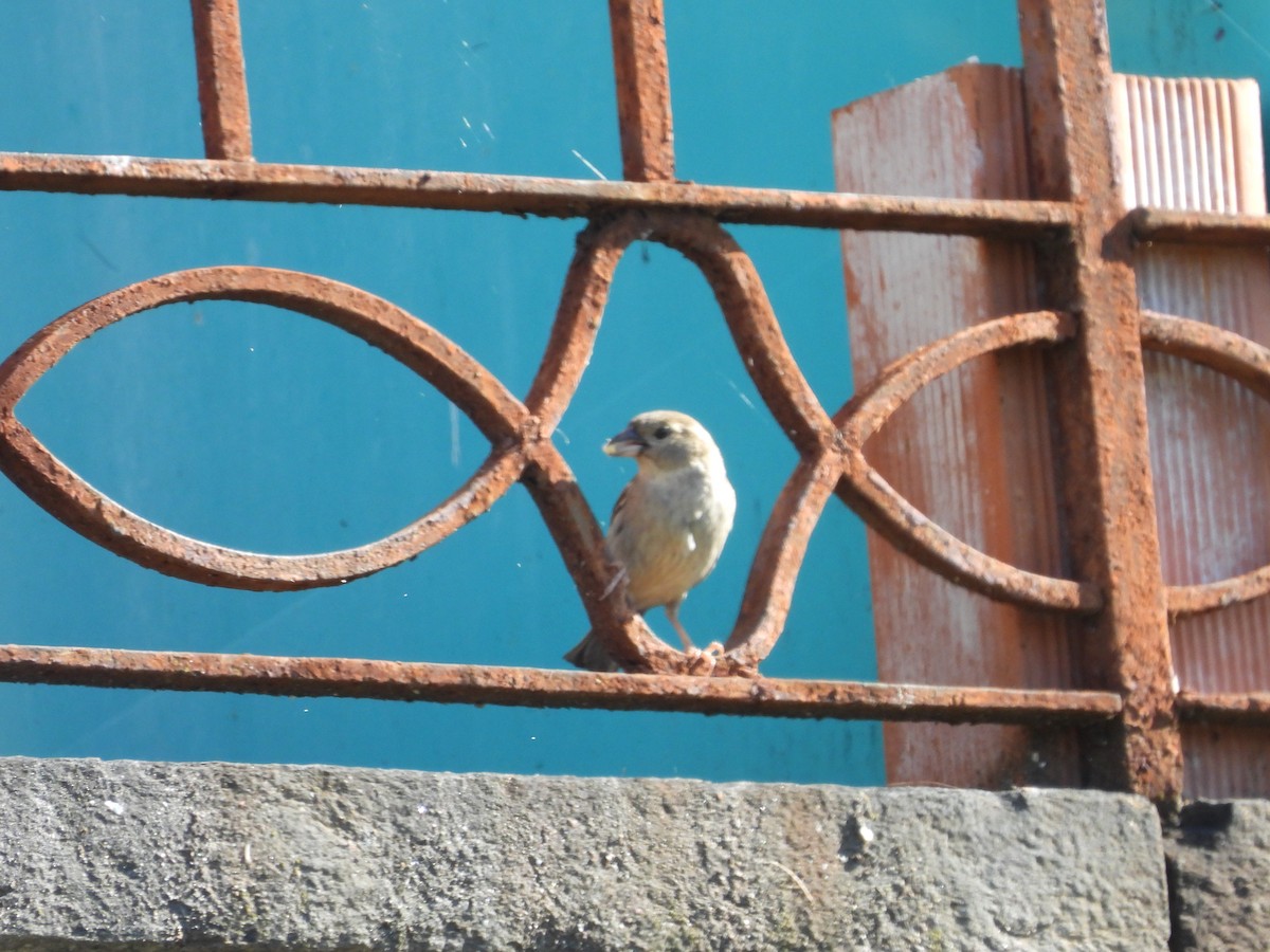 Italian Sparrow - ML626895533