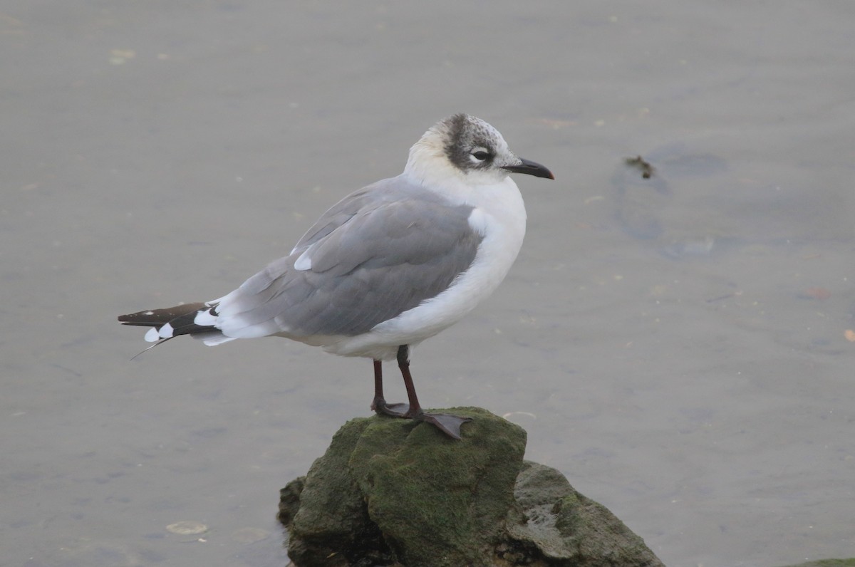 Franklin's Gull - Stanislaw Czyz