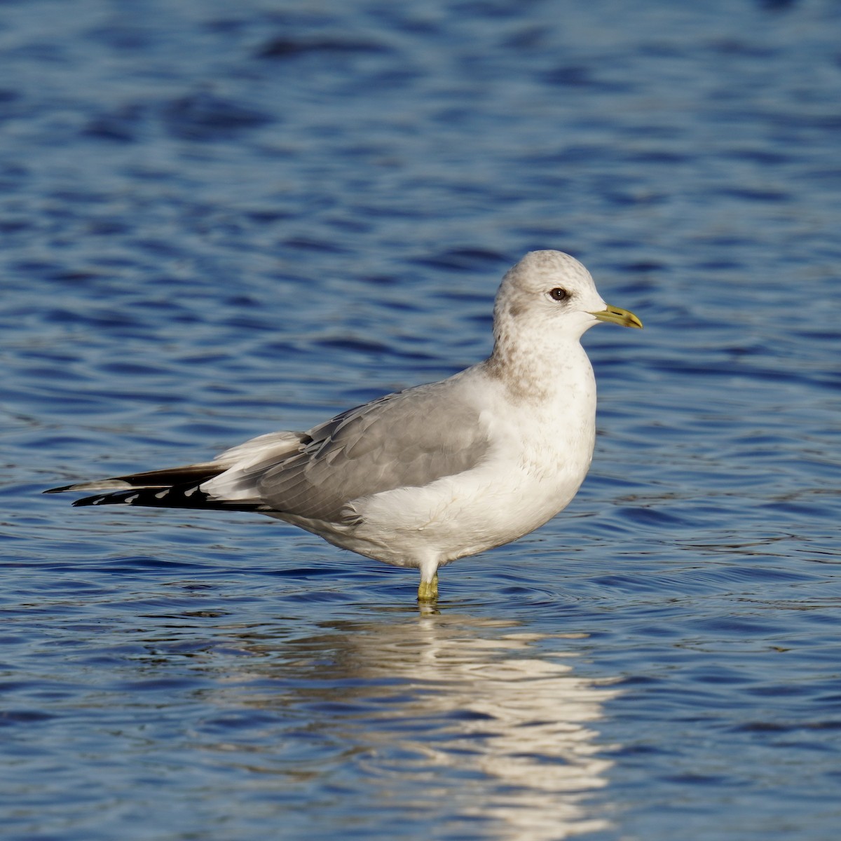 Short-billed Gull - ML626895772