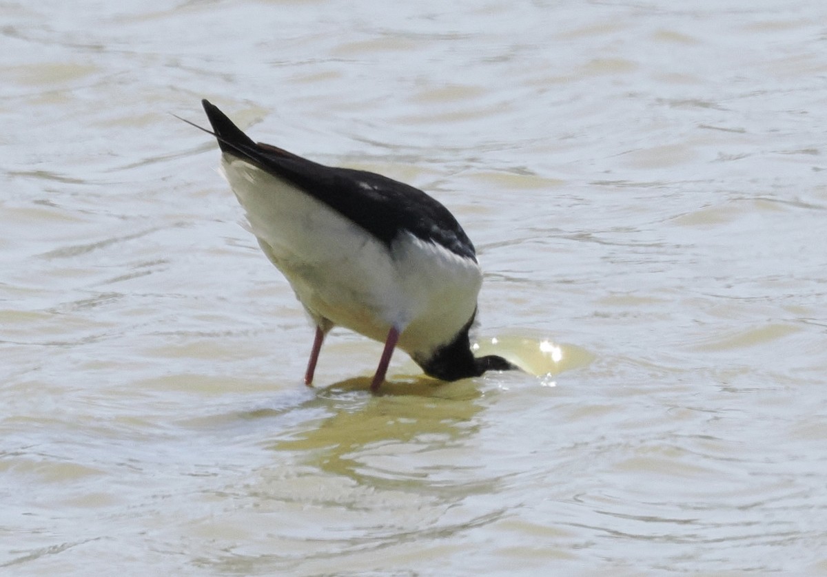 Échasse d'Australie - ML626895988