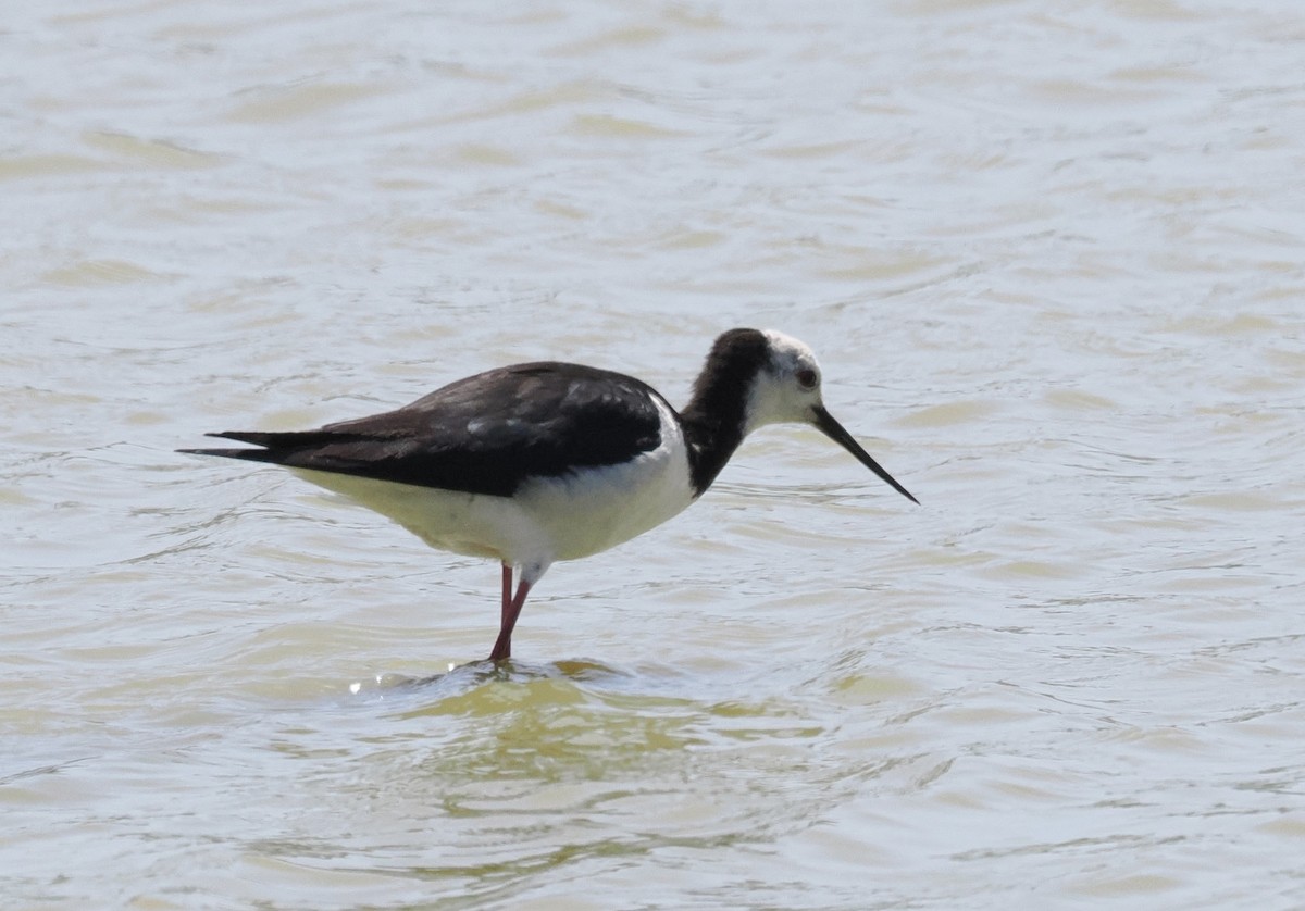 Échasse d'Australie - ML626895989