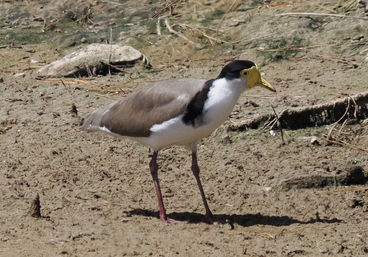 Vanneau soldat - ML626895991