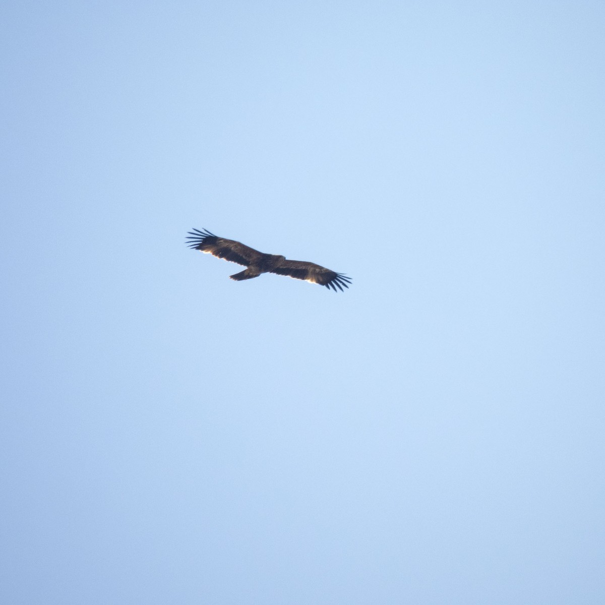 Kaiseradler - ML626896125