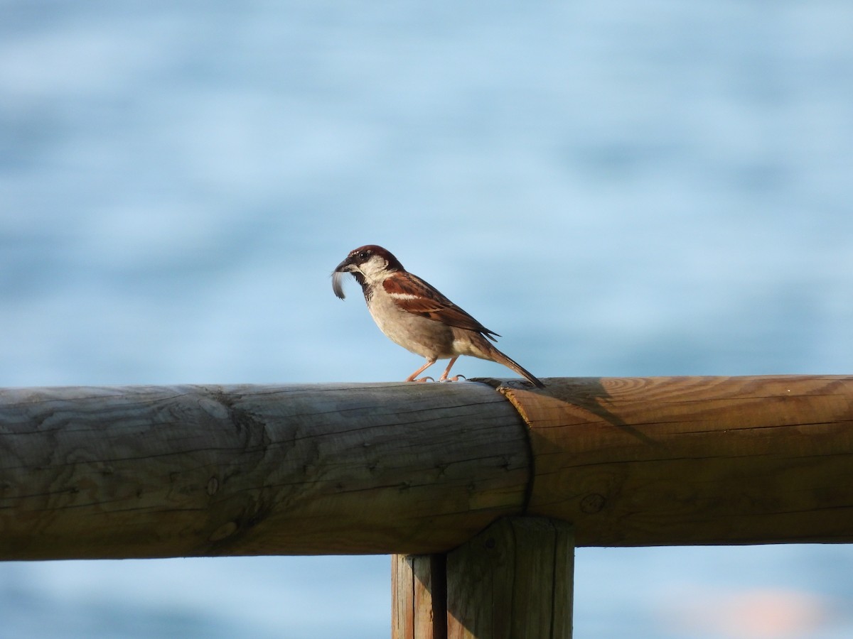 Italian Sparrow - ML626896371