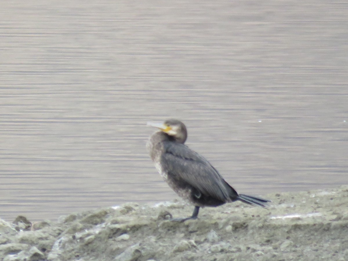 Great Cormorant - ML626896468