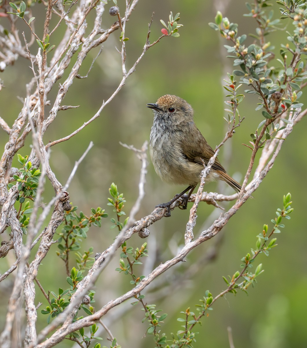 Brown Thornbill - ML626896568