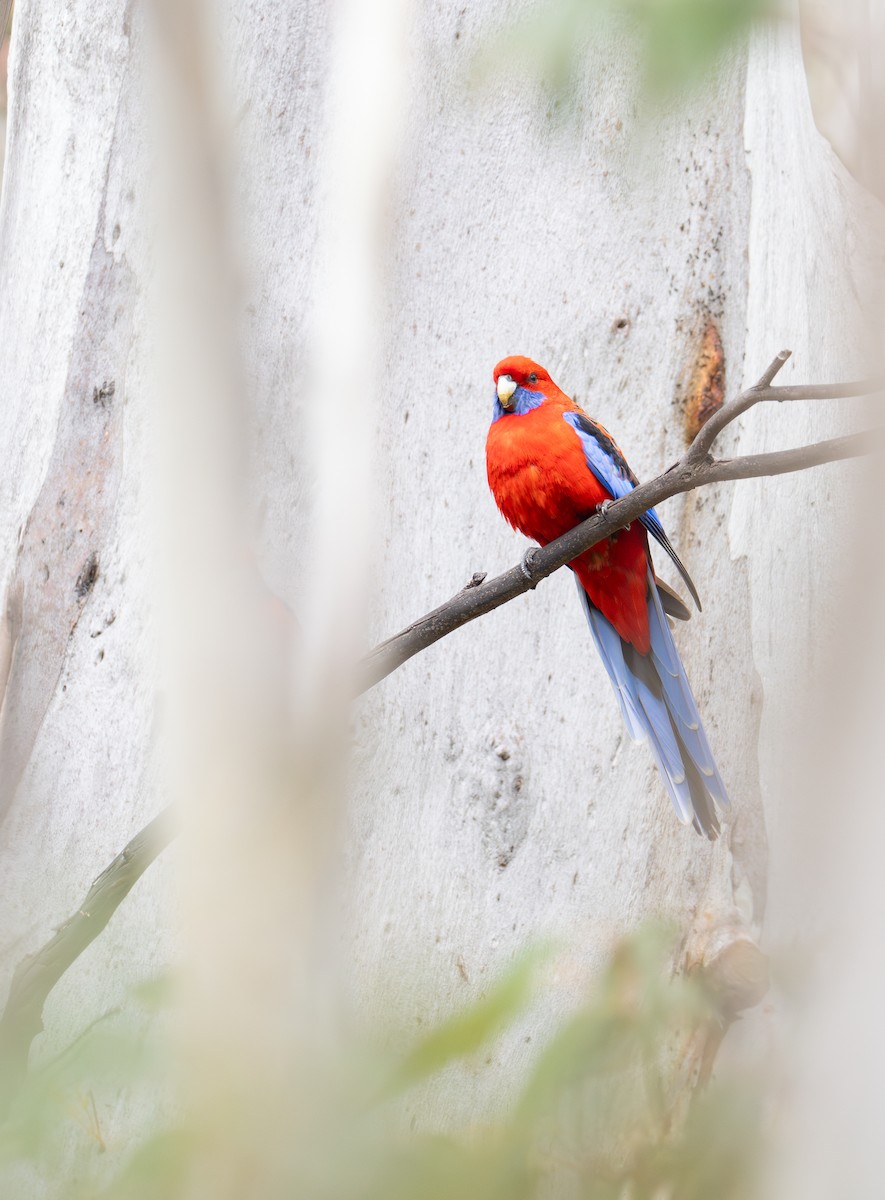 Crimson Rosella - ML626896602