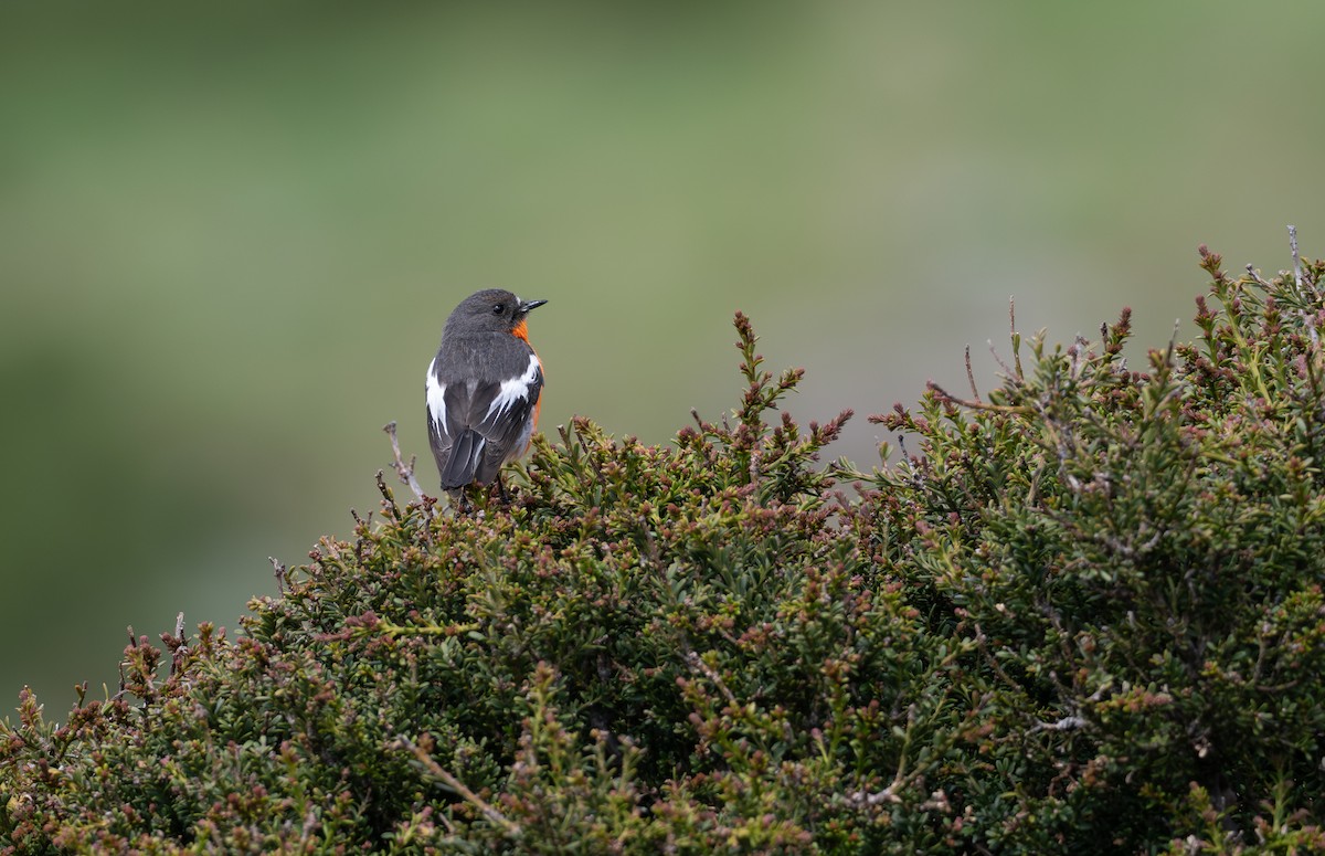 Flame Robin - ML626896611