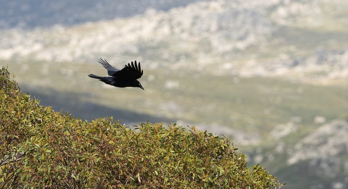 Australian Raven - ML626896615