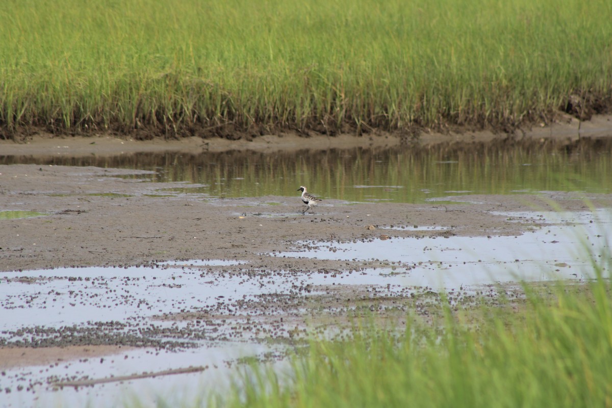 Black-bellied Plover - ML626896627