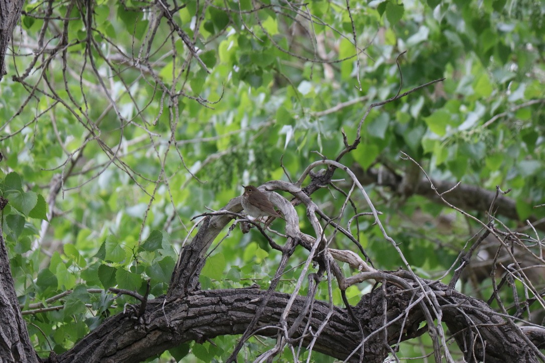 Swainson's Thrush - ML626896698
