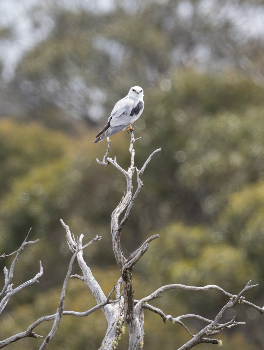 Black-shouldered Kite - ML626896713
