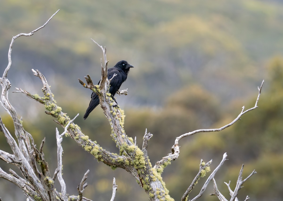 Australian Raven - ML626896718