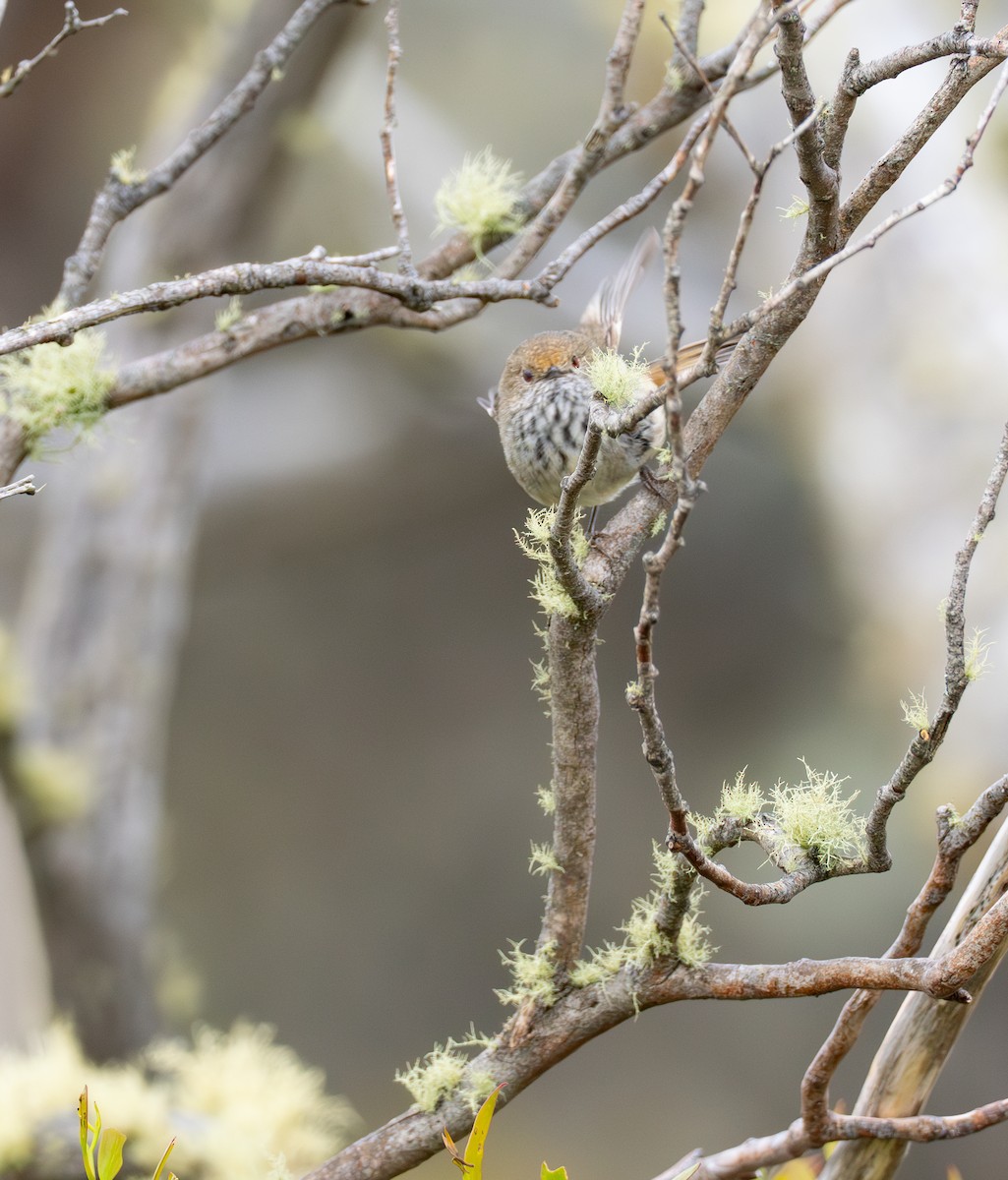 Brown Thornbill - ML626896728