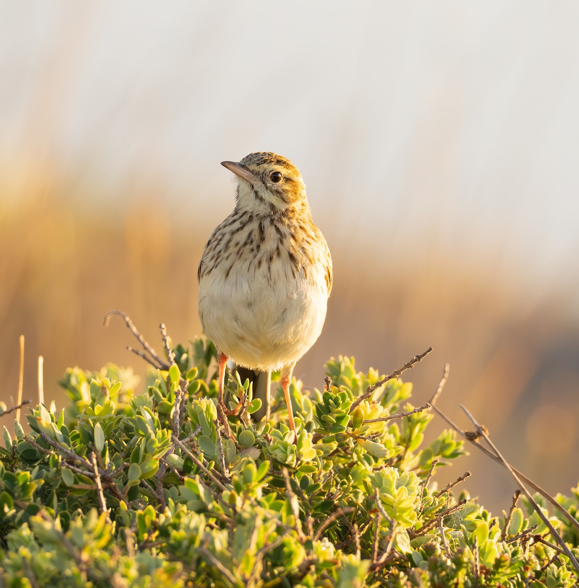 Australian Pipit - ML626896762
