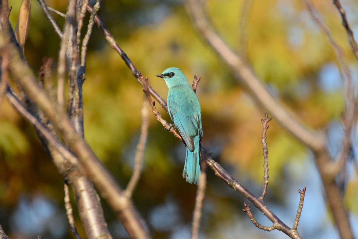 Verditer Flycatcher - ML626897168
