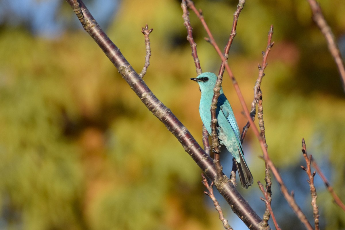 Verditer Flycatcher - ML626897169