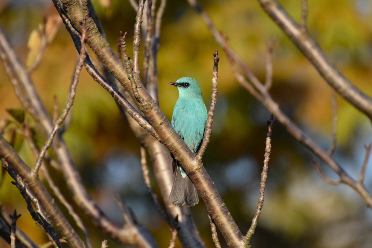 Verditer Flycatcher - ML626897170