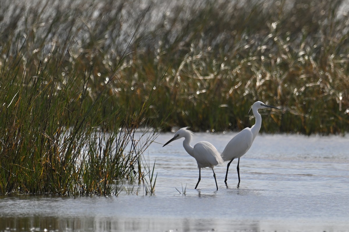 Chinese Egret - ML626897270