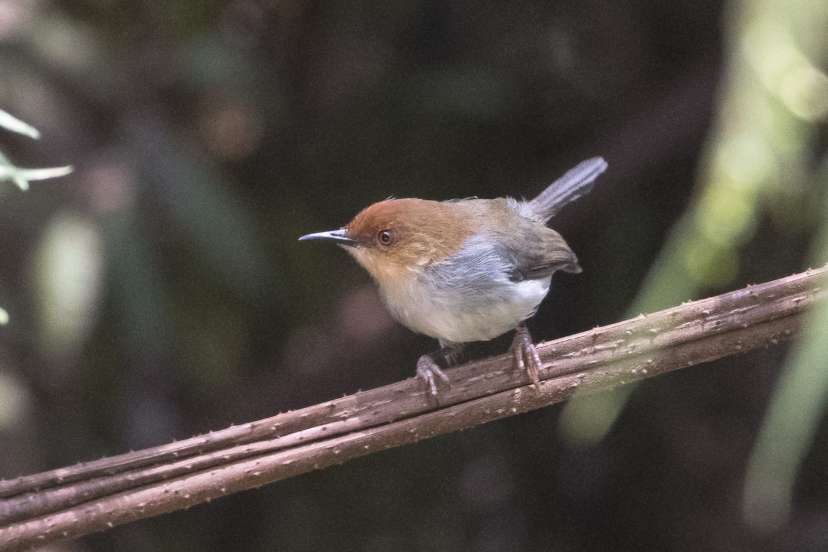 African Tailorbird - ML626897492