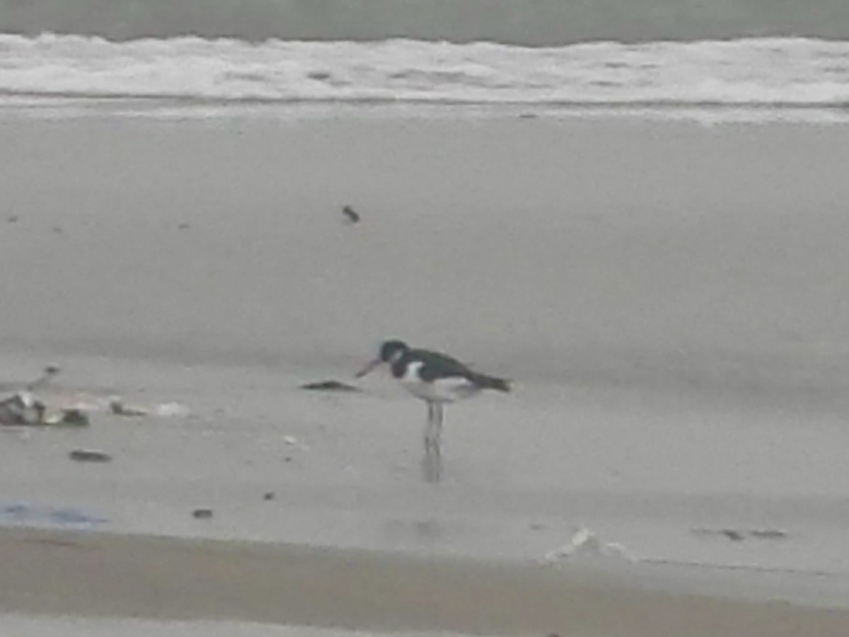 Eurasian Oystercatcher - ML626897554