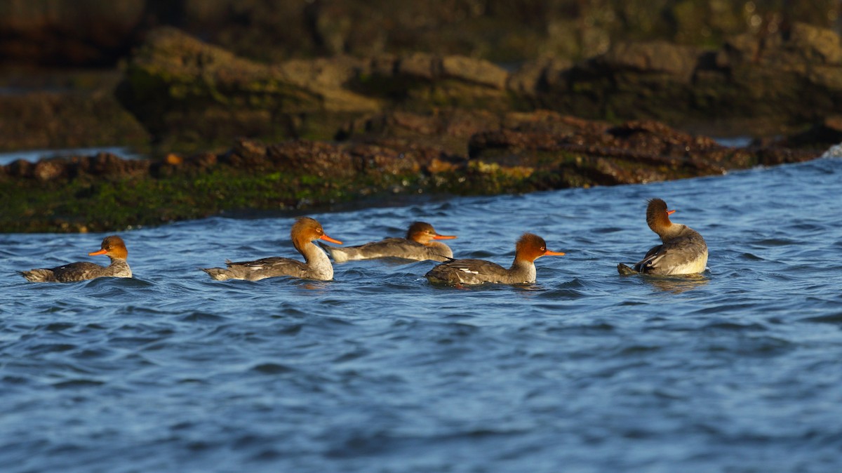 Сэвгэр бохио - ML626897676