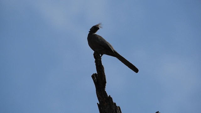 Gray Go-away-bird - ML626897692