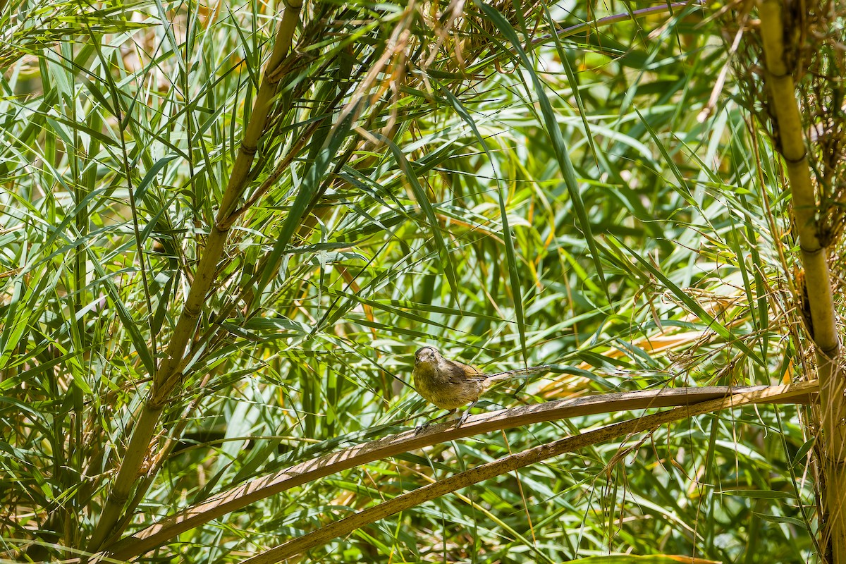 Malagasy Brush-Warbler (Malagasy) - ML626897788