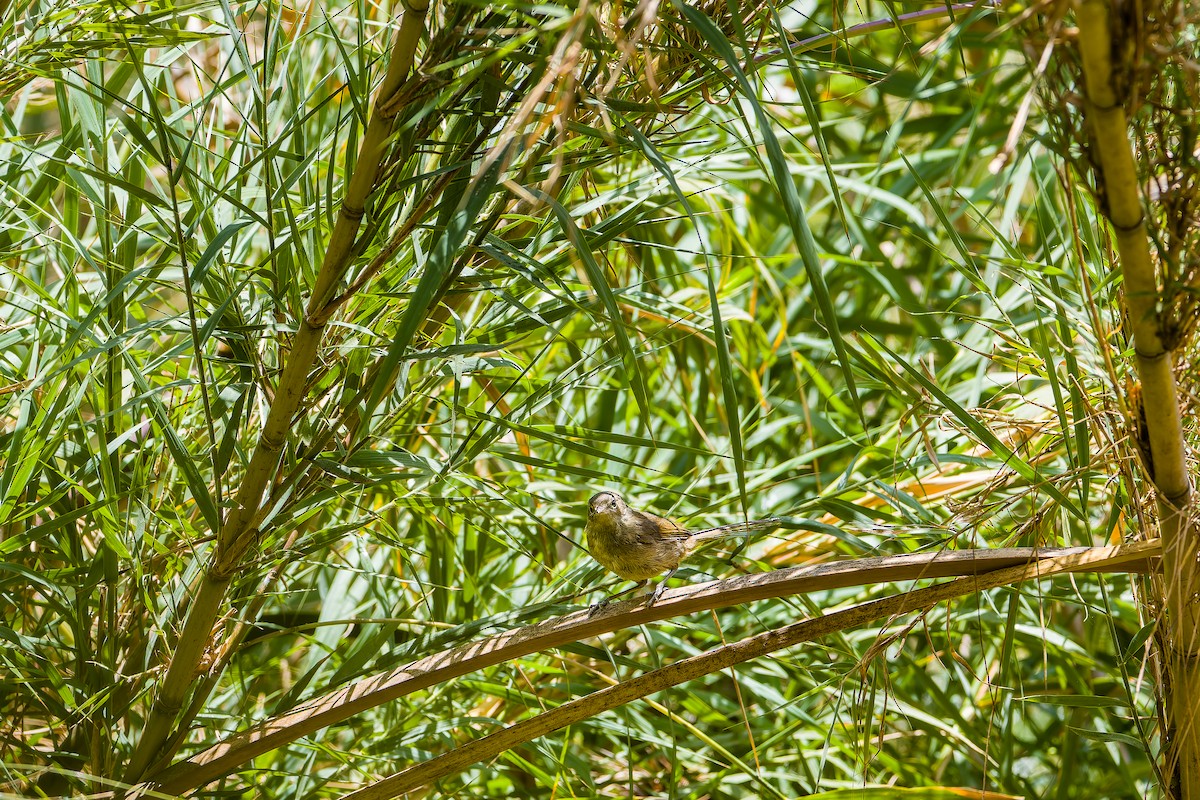 Madagaskar Çalı Ötleğeni [typica grubu] - ML626897788