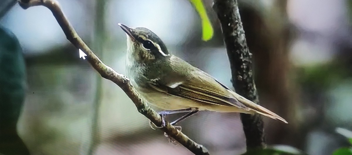 Large-billed Leaf Warbler - ML626898058