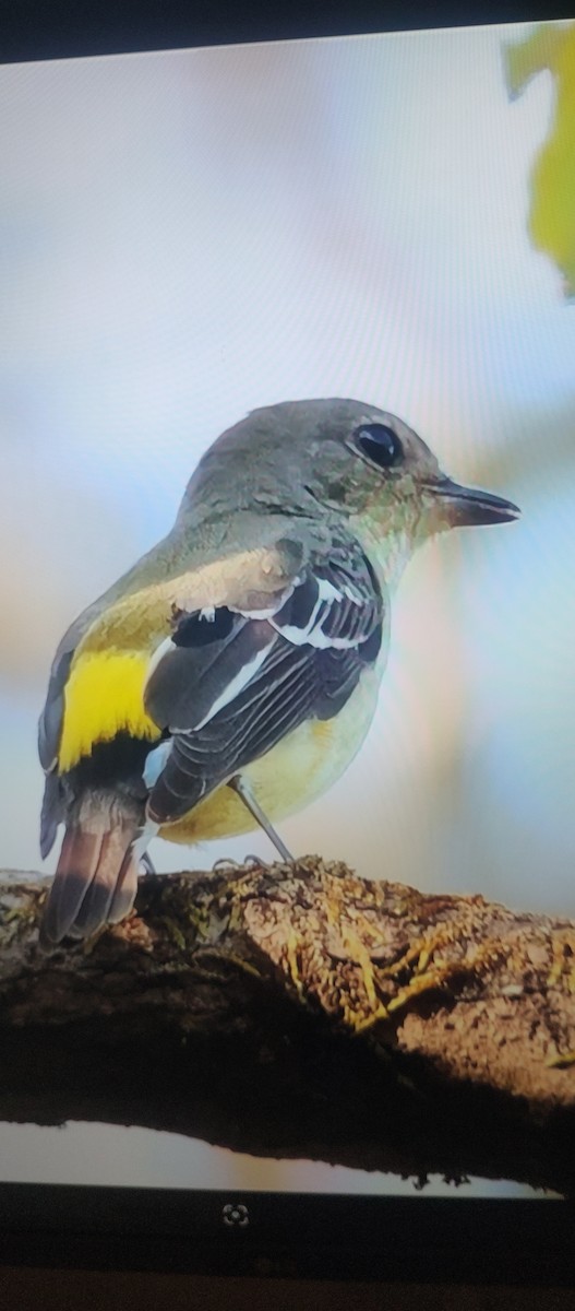 Yellow-rumped Flycatcher - ML626898079