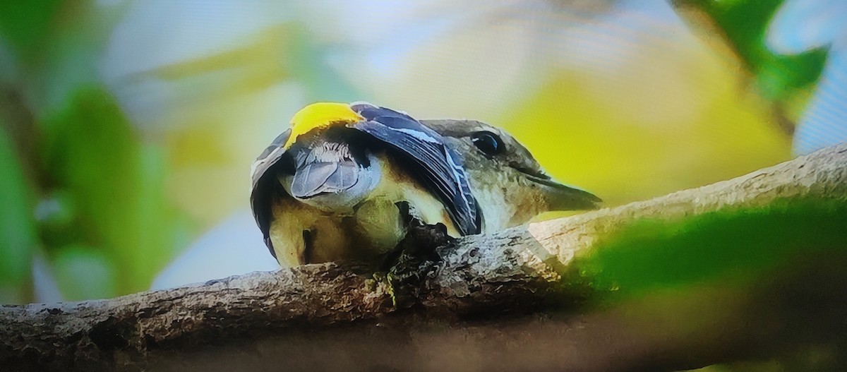 Yellow-rumped Flycatcher - ML626898080