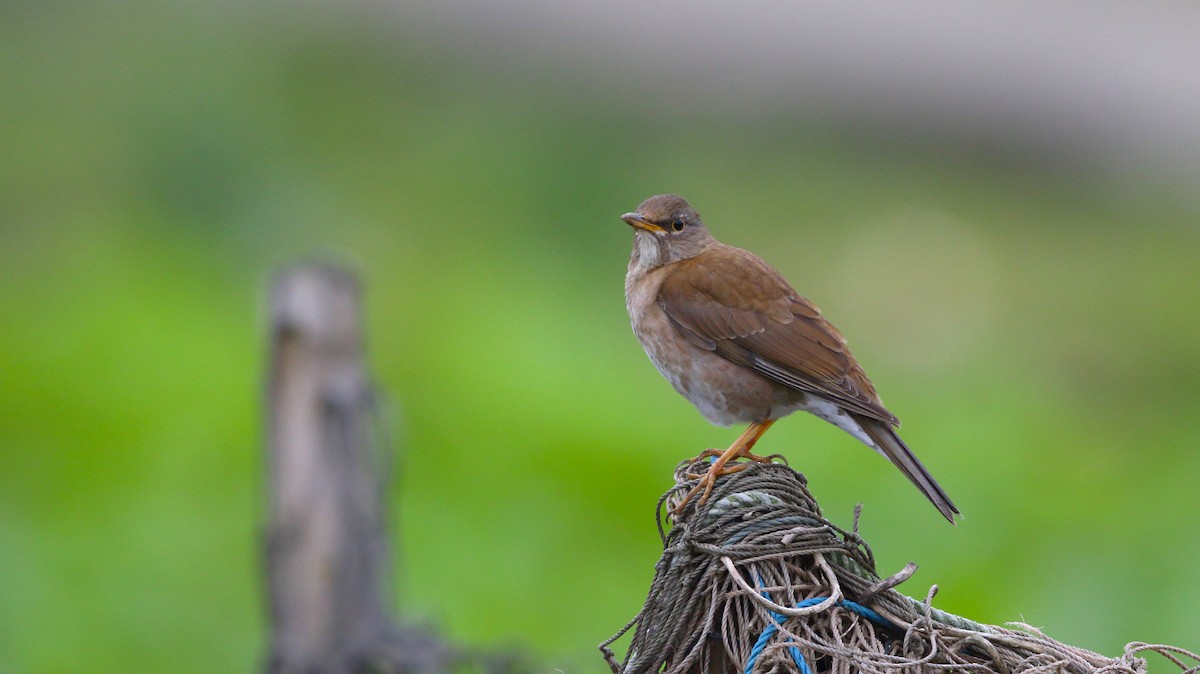 Бүгээн хөөндэй - ML626898215