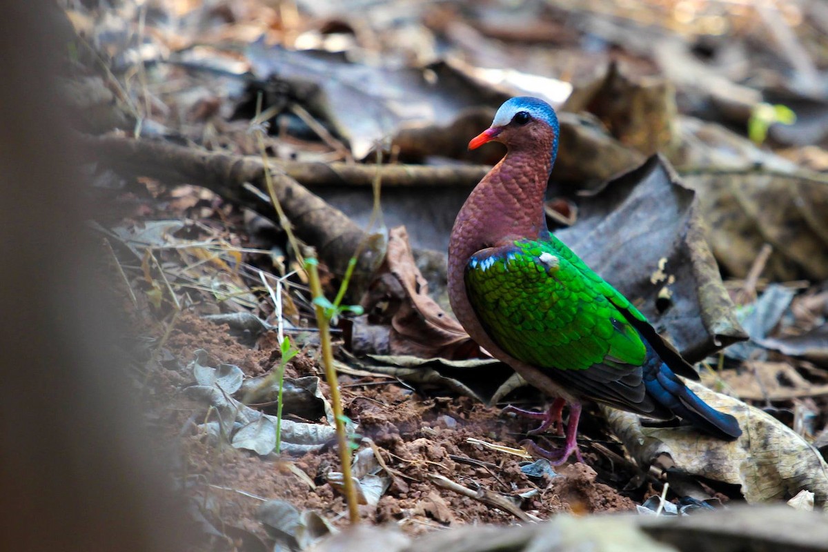 Asian Emerald Dove - ML626898449