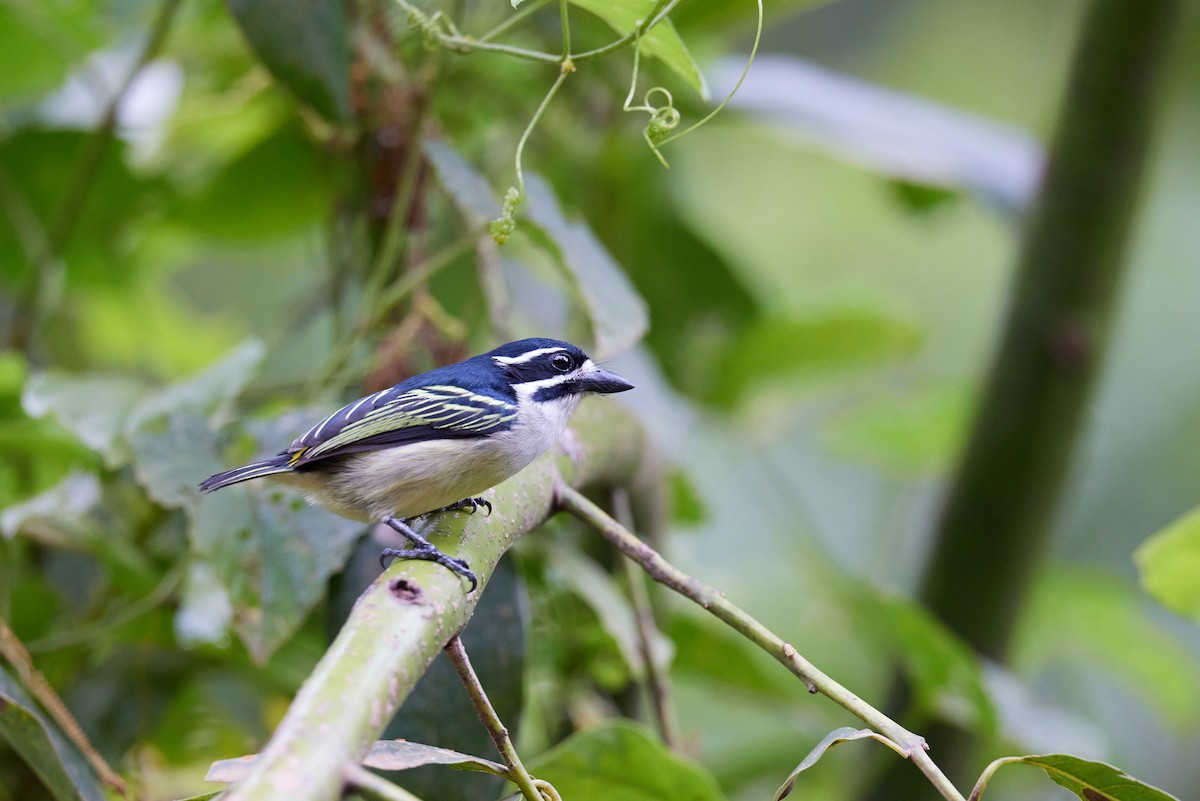 Yellow-rumped Tinkerbird - ML626898488