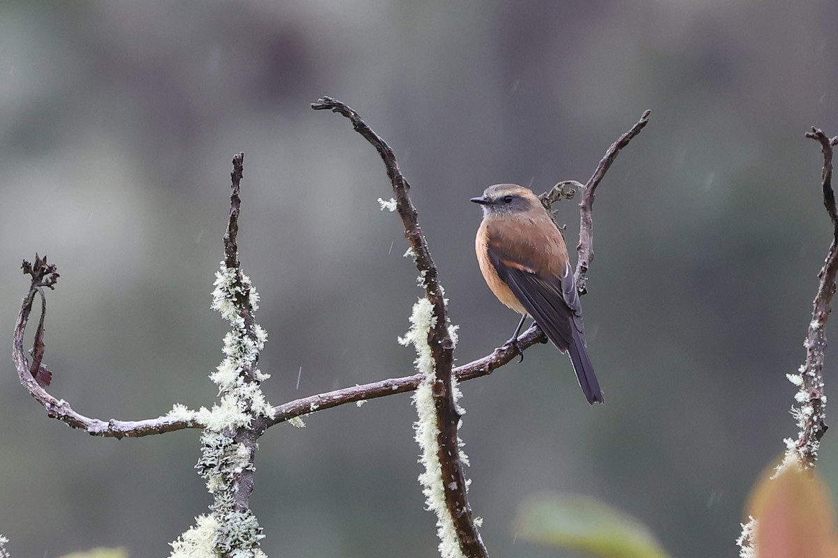 Brown-backed Chat-Tyrant - ML626898530