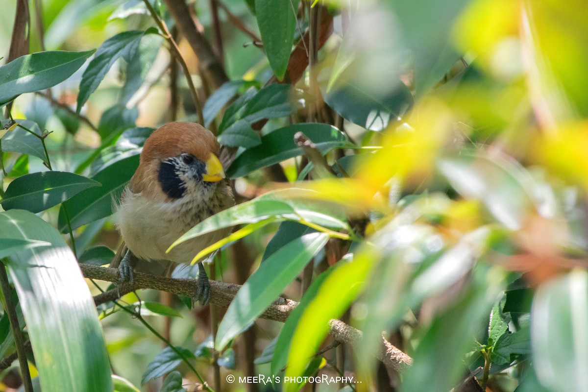 Spot-breasted Parrotbill - ML626898724