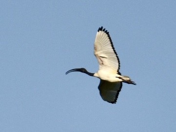 African Sacred Ibis - ML626898757