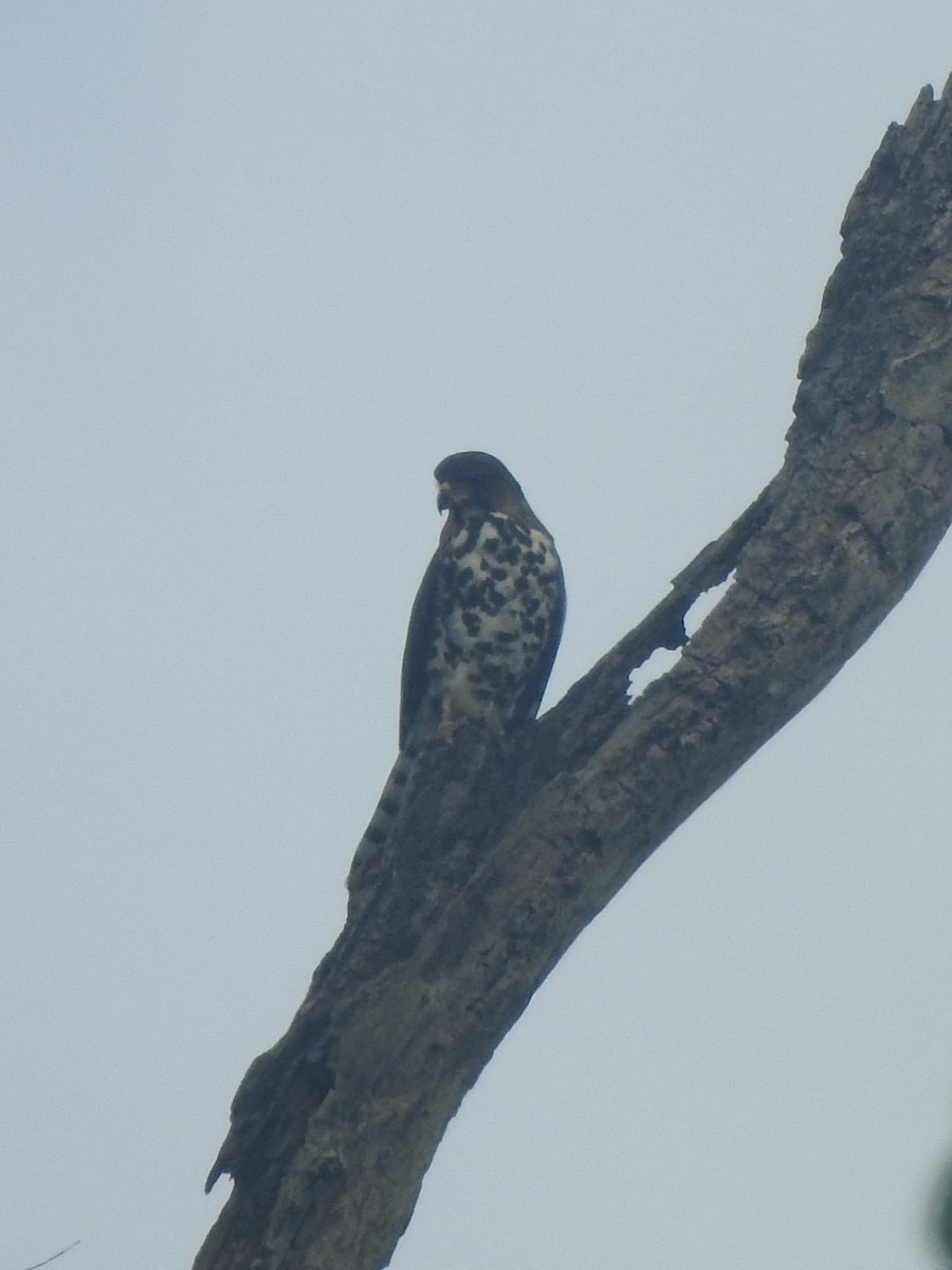 Congo Snake-Eagle - ML626898764