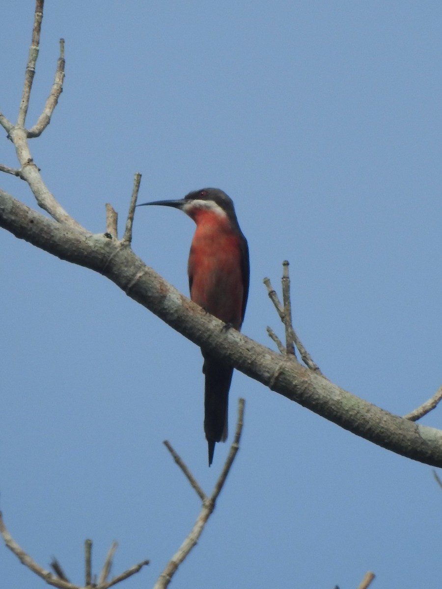 Rosy Bee-eater - ML626898774