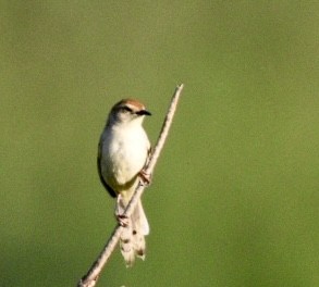 Levaillant's Cisticola - ML626898778