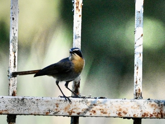 Cape Robin-Chat - ML626898785