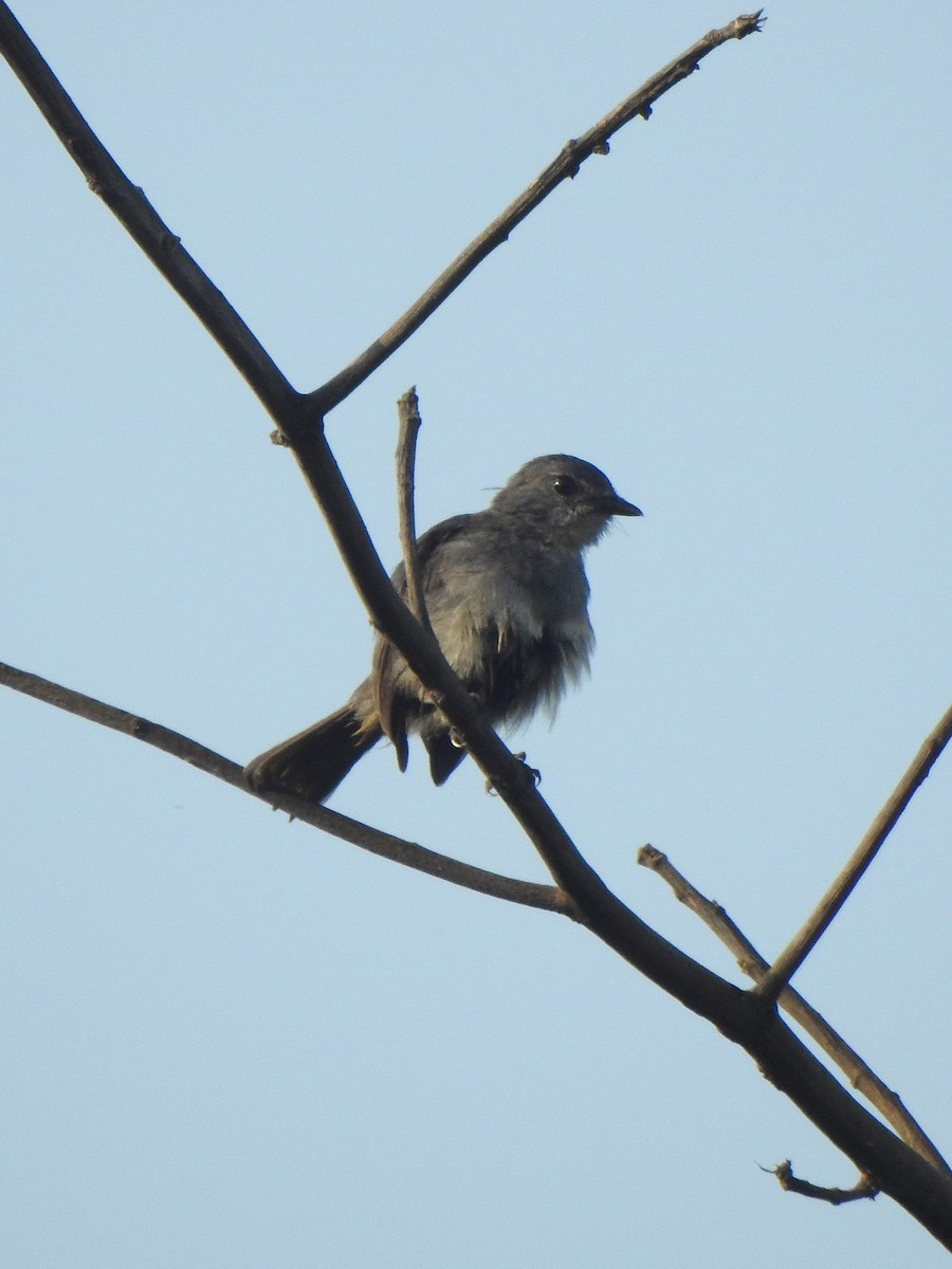 Gray Tit-Flycatcher - ML626898788