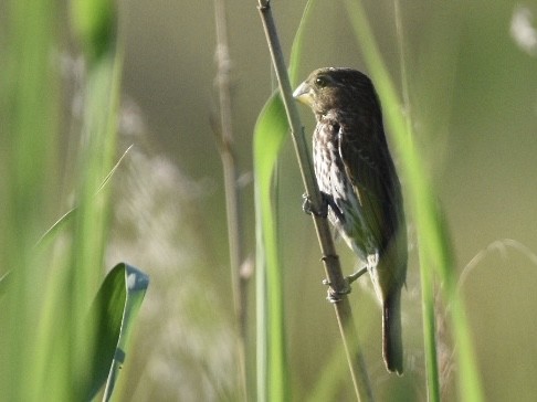 Grosbeak Weaver - ML626898801