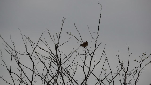 Sabota Lark - ML626898832