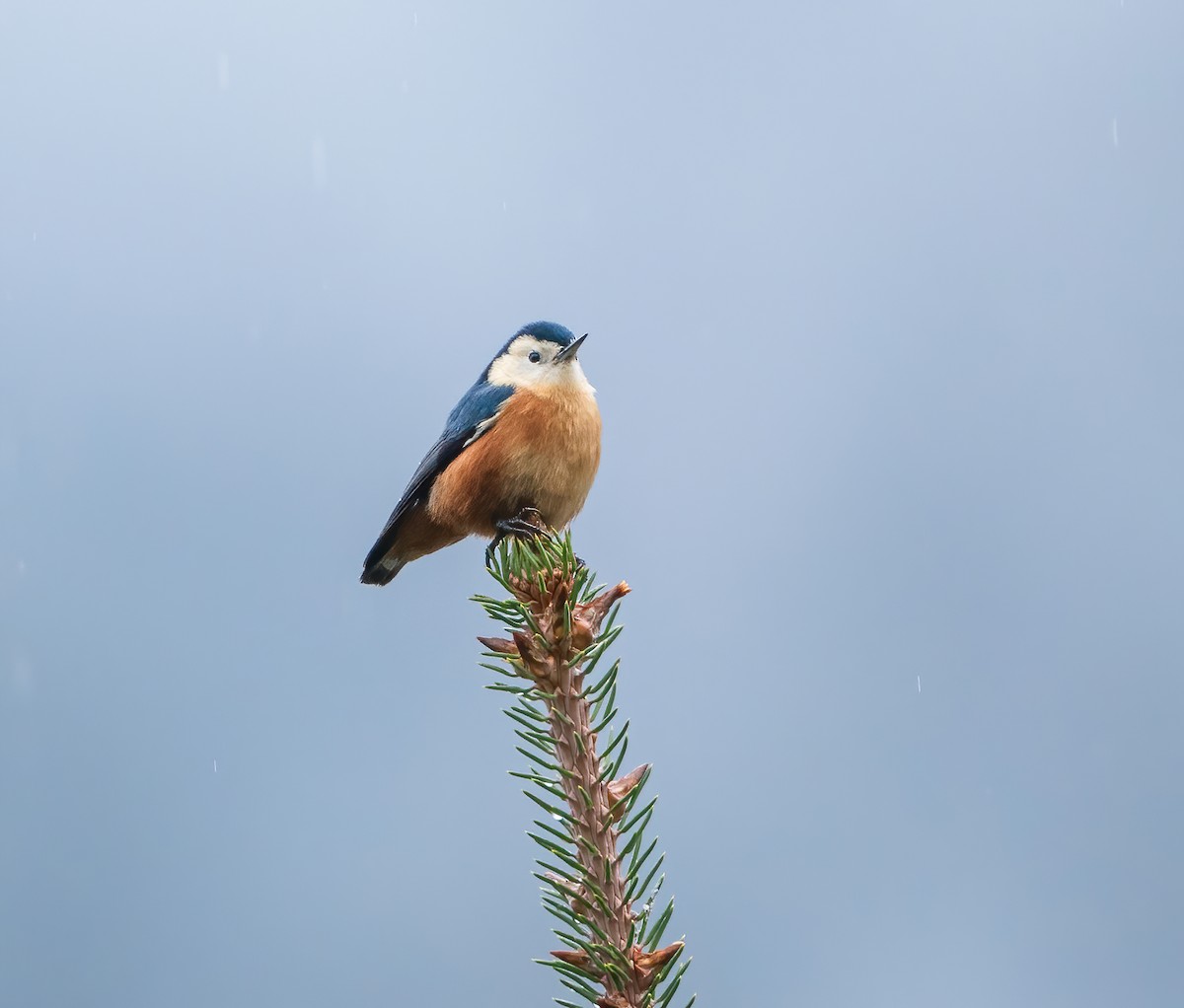 Przevalski's Nuthatch - ML626898864