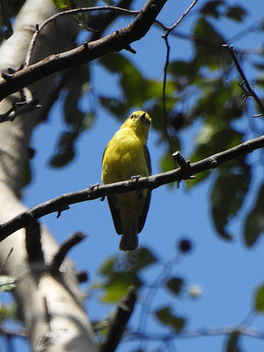 Yellow Penduline-Tit - ML626898870