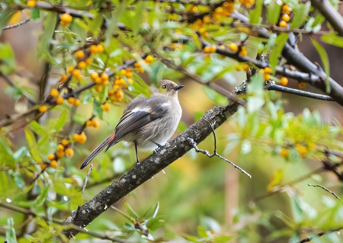 White-throated Redstart - ML626898871